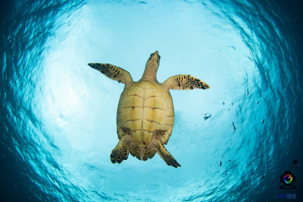 Discover Scuba Diving