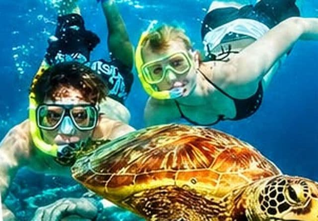 Snorkelers swimming beside a sea turtle on the reef